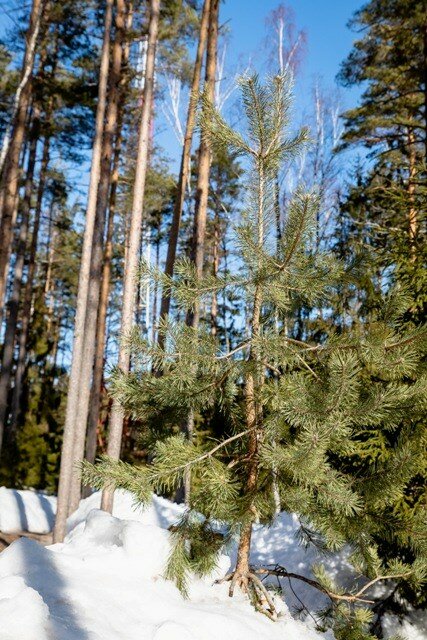 Гостиница Курорт «Дом у моря» Озерки